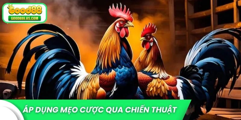 Mẹo Cược Đá Gà Hay - Bí Quyết Đọc Trận Chuẩn Xác Từ Good88 4 Áp dụng mẹo cược đá gà hay qua chiến thuật tâm lý