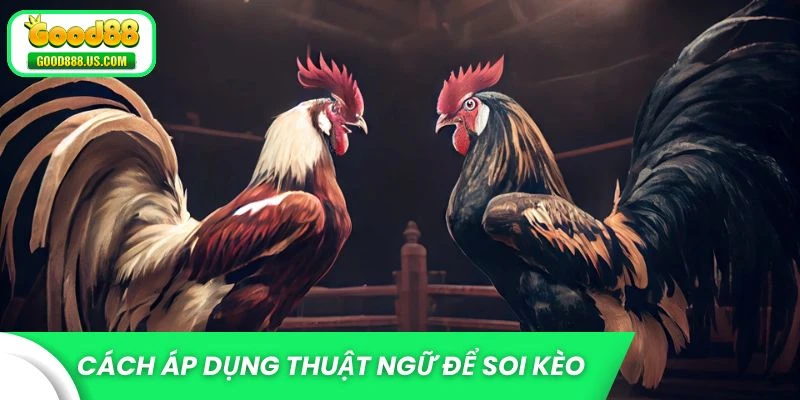 Cách soi kèo qua thuật ngữ đá gà