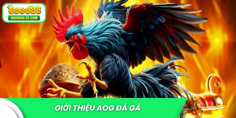 Giới thiệu AOG đá gà