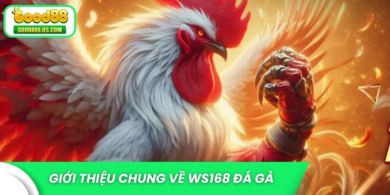 Giới thiệu chung về WS168 đá gà