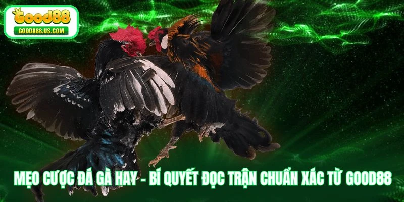 Mẹo Cược Đá Gà Hay - Bí Quyết Đọc Trận Chuẩn Xác Từ Good88 1 Mẹo Cược Đá Gà Hay - Bí Quyết Đọc Trận Chuẩn Xác Từ Good88